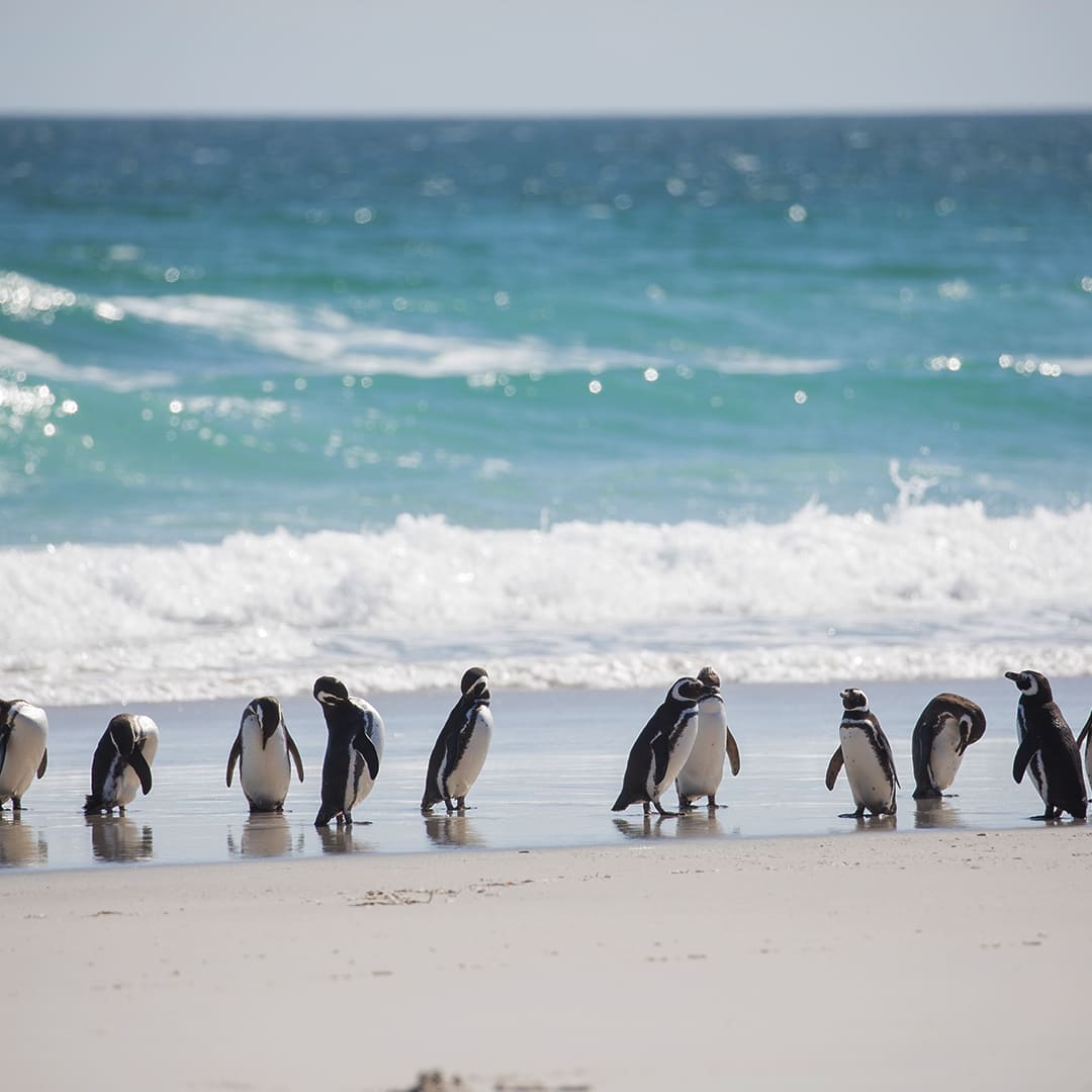 Phillip Island Tour Service in Melbourne